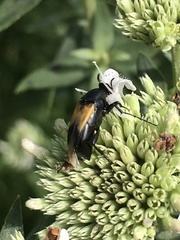 Macrosiagon dimidiata