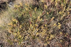 Struthiola argentea