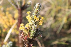 Struthiola argentea