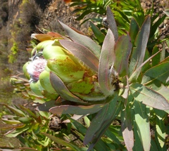 Protea coronata