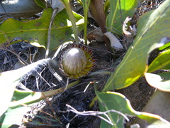 Protea scolopendriifolia