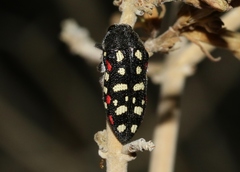 Acmaeodera gibbula