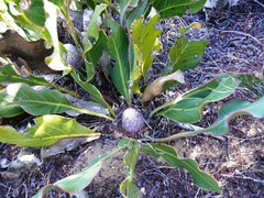 Protea scolopendriifolia