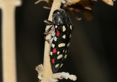 Acmaeodera gibbula