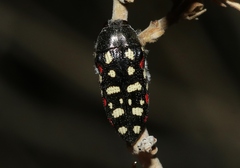 Acmaeodera gibbula