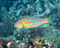 Thalassoma trilobatum