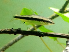 Crossocheilus oblongus