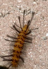 Syntomeida epilais