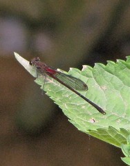 Hetaerina rosea