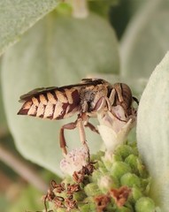 Coelioxys coturnix