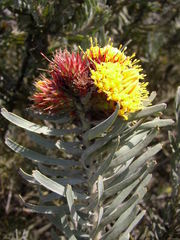 Leucospermum parile
