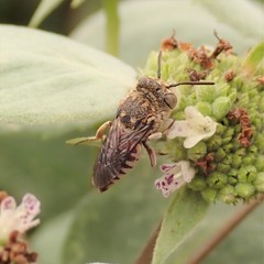 Coelioxys coturnix