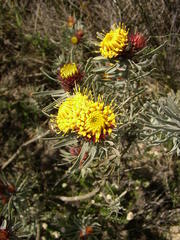 Leucospermum parile