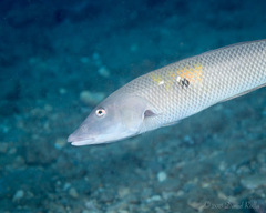 Cigar Wrasse photo 5