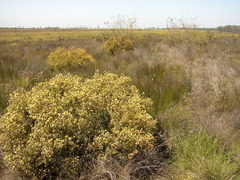 Leucadendron cinereum