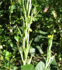 Erysimum cuspidatum