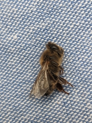 Apis mellifera