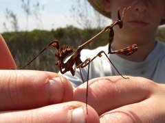 Empusa binotata