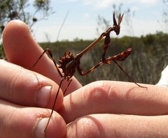 Empusa binotata