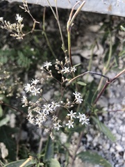 Gypsophila altissima