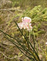Serruria linearis