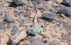 Pseudotrapelus sinaitus