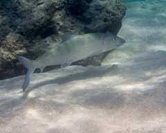 Indo-Pacific Bonefish photo 4