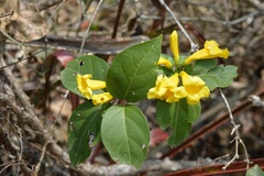 Anemopaegma chrysanthum