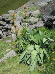 Gentiana lutea aurantiaca
