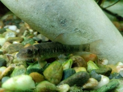 Kangalvis (Garra rufa) — Cyprinidae