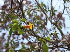 Anemopaegma chrysanthum