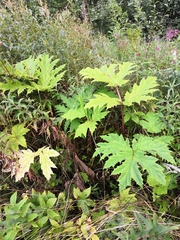 Heracleum persicum