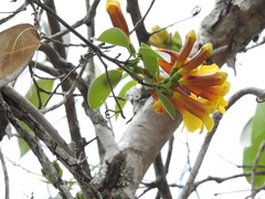 Anemopaegma chrysanthum