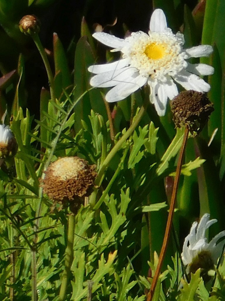 Marguerite daisy in August 2021 by Klaus Wehrlin. 2021 08 10 Vigne Lane ...