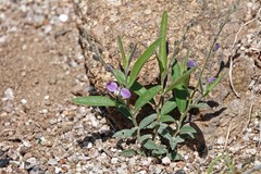 Hebecarpa rectipilis