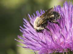 Melissodes desponsus