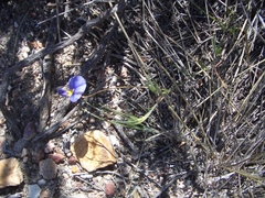 Lotononis filiformis