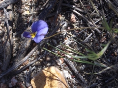 Lotononis filiformis