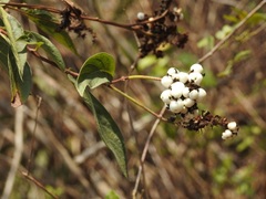 Varronia foliosa