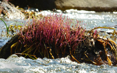 Marathrum plumosum