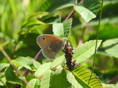 Coenonympha