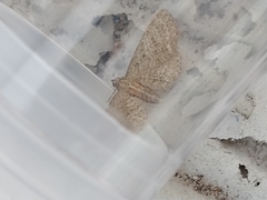 Eupithecia haworthiata