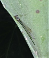 Oxyagrion ablutum