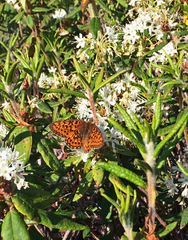 Boloria eunomia