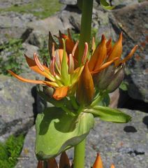 Gentiana lutea aurantiaca