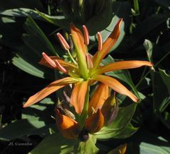 Gentiana lutea aurantiaca