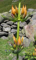 Gentiana lutea aurantiaca