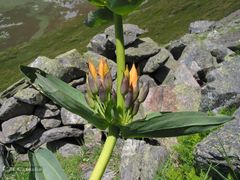 Gentiana lutea aurantiaca