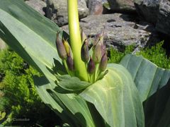 Gentiana lutea aurantiaca