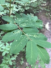 Sorbus sitchensis sitchensis